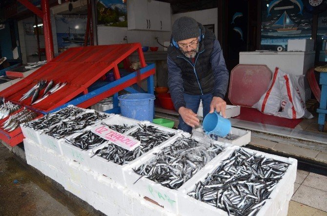 Hamsi’nin Ateşi Bir Türlü Düşmüyor