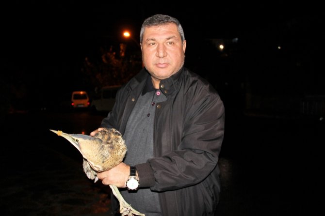 Nesli Tükenmekte Olan Kuş Yaralı Halde Bulundu