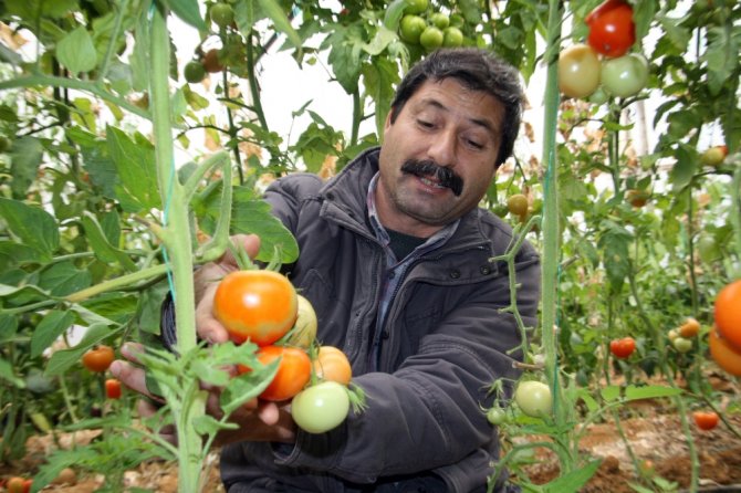 Domatesi Virüs Vurdu