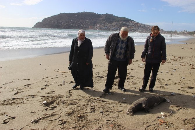 Ölü Akdeniz Foku Sahile Vurdu