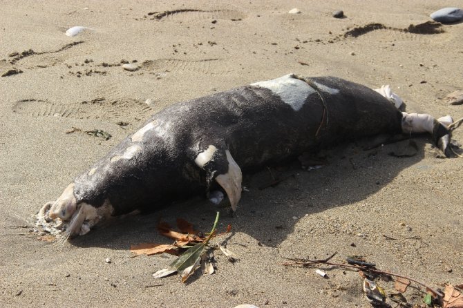 Ölü Akdeniz Foku Sahile Vurdu
