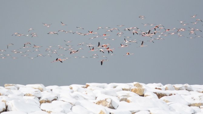 Flamingolar Balıkçı Barınağını Mesken Tuttu