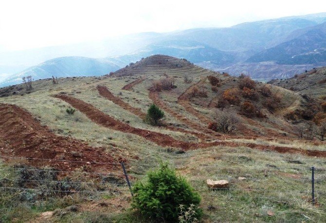2016 Yılında Giresun Ve Ordu’da 1,5 Milyon Fidan Dikildi