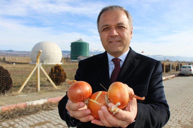 Çürüyen ‘Kırmızı Altın’ Elektriğe Dönüşecek
