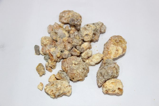 ’Çam Sakızı’ Sadece Deyimlerde Kullanılmıyor