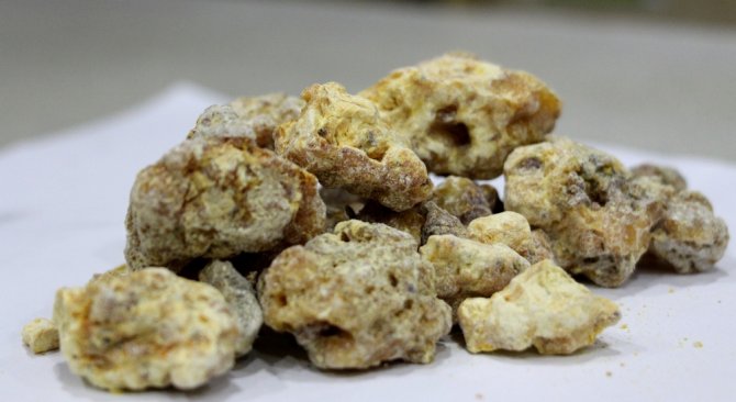 ’Çam Sakızı’ Sadece Deyimlerde Kullanılmıyor