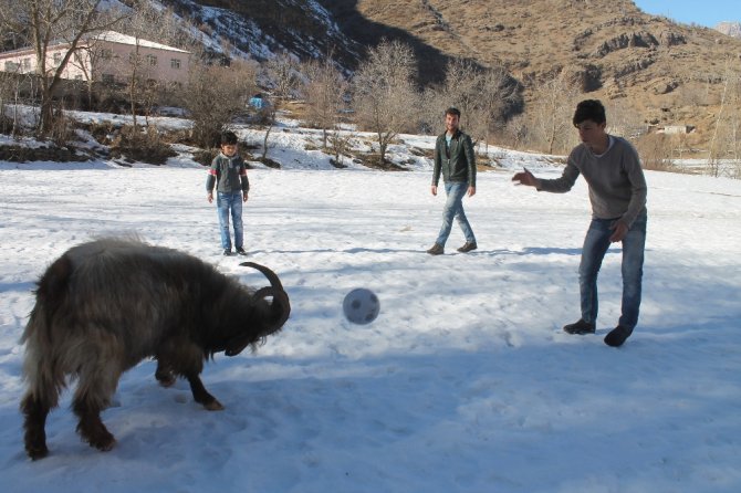 Bu Teke Doğuştan Futbolcu