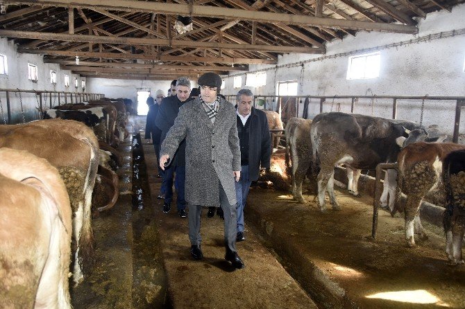 Vali Memiş’ten Ahır İncelemeleri
