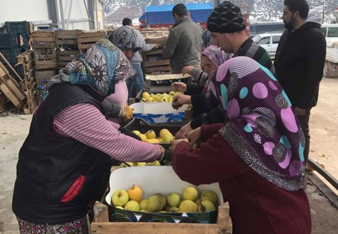 Irak’a 40 Ton Elma İhraç Edildi