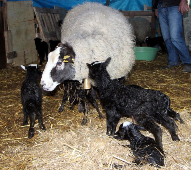 İthal Ettiği Koyunlardan 6’sı Beşiz Doğurdu