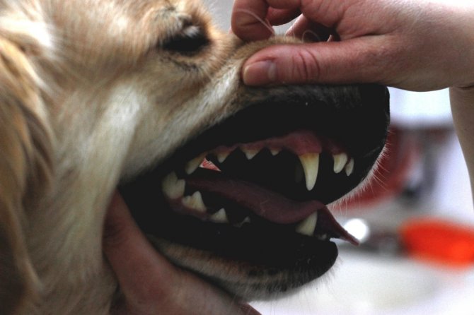Evcil Hayvanlarda Erken Yaştaki Diş Kayıplarına Dikkat