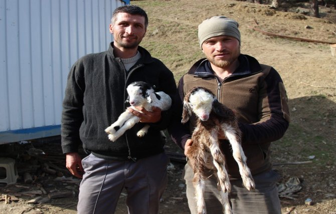 Kayalıklarda Mahsur Kalan Keçiler Kurtarıldı
