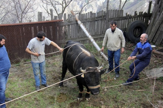 Artvin’de Boğalar, Güreşe Nallanarak Hazırlanıyor