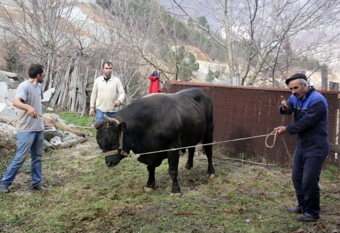 Artvin’de Boğalar, Güreşe Nallanarak Hazırlanıyor