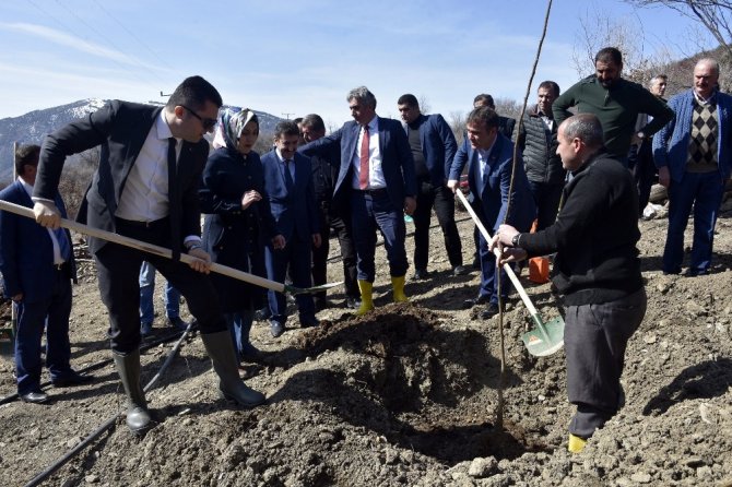 Gümüşhane’de 50 Bin Ceviz Fidanının Dağıtımına Başlandı