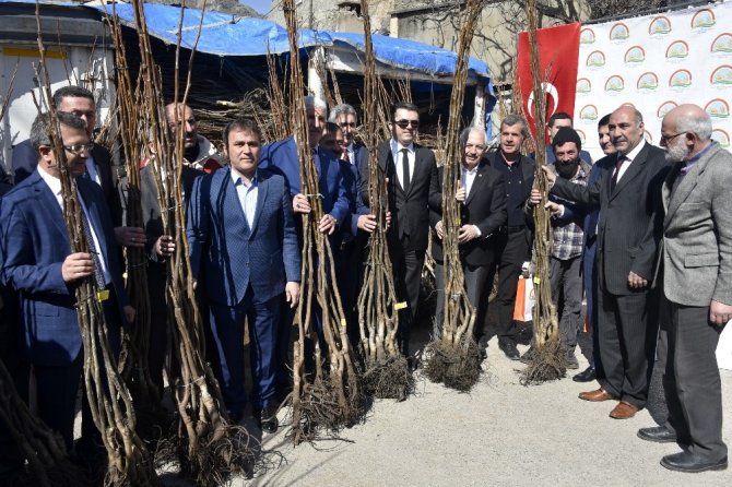 Gümüşhane’de 50 Bin Ceviz Fidanının Dağıtımına Başlandı