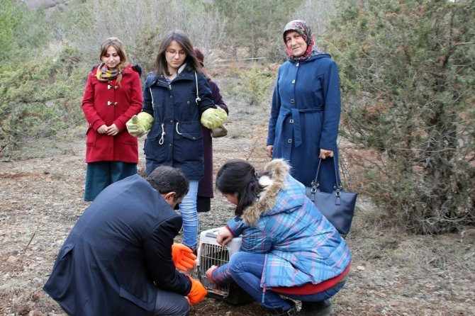 Tedavisi Tamamlanan ‘Çakır’ı Doğaya Kadınlar Salıverdi