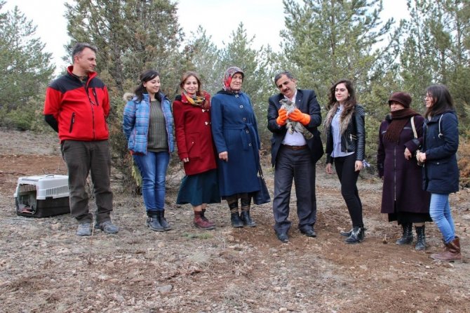 Tedavisi Tamamlanan ‘Çakır’ı Doğaya Kadınlar Salıverdi