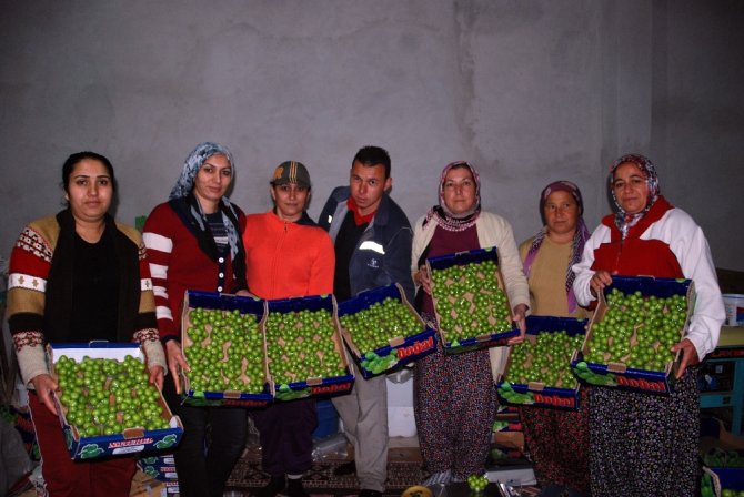 Kilosu 300 Liradan Rusya’ya İhraç