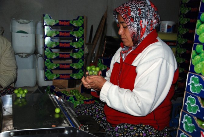 Kilosu 300 Liradan Rusya’ya İhraç
