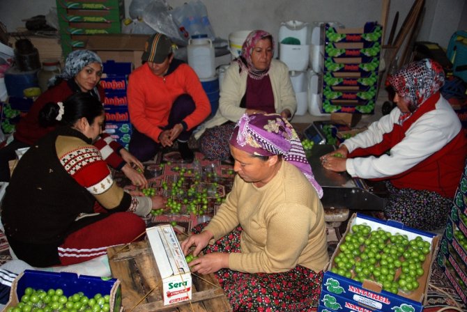 Kilosu 300 Liradan Rusya’ya İhraç