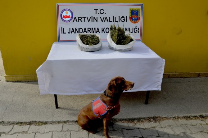 Artvin’de Jandarmadan Uyuşturucu Operasyonu