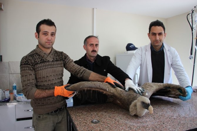 Artvin’de Baraj Gölü Kenarında Bulunan Yaralı Kızıl Akbaba Tedavi Altına Alındı