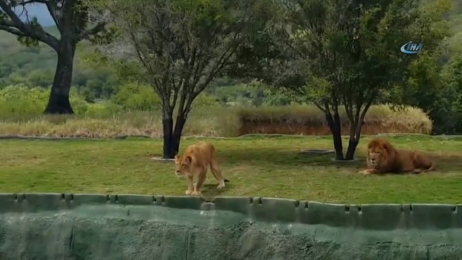 Safari Turunda Korku Dolu Dakikalar