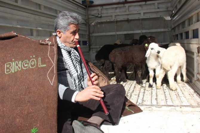 Ünlü Türkücü Çoban Oldu, Koyunlarla Şehri Gezdi