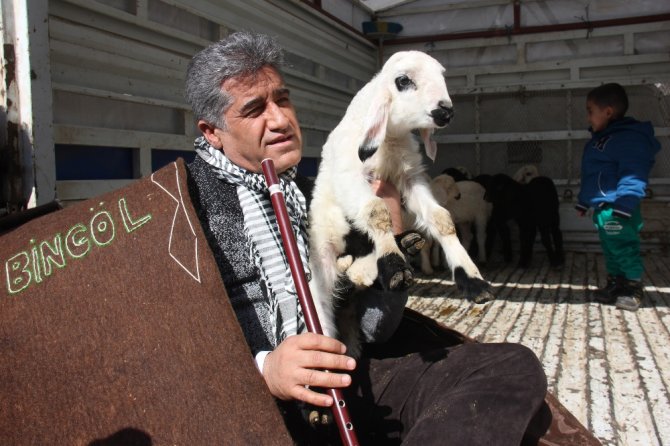 Ünlü Türkücü Çoban Oldu, Koyunlarla Şehri Gezdi