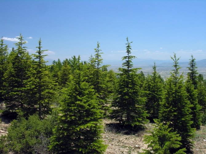 Artvin’de Bir Yılda 3 Milyon 36 Bin Adet Fidan Toprakla Buluştu