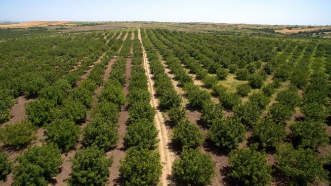 Artvin’de Bir Yılda 3 Milyon 36 Bin Adet Fidan Toprakla Buluştu