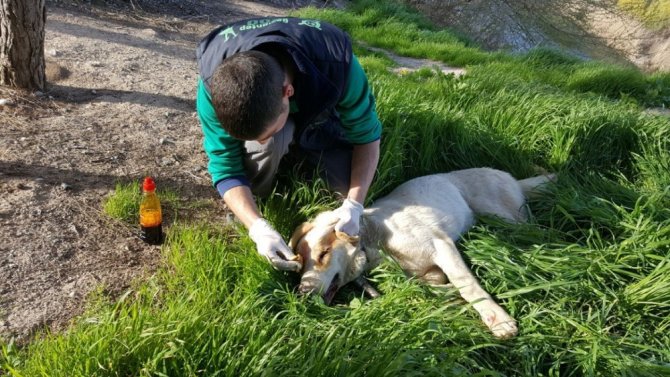 Mehmetçik, Sınırdaki Yaralı Köpeği Kurtardı