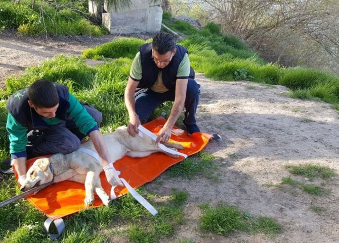Mehmetçik, Sınırdaki Yaralı Köpeği Kurtardı