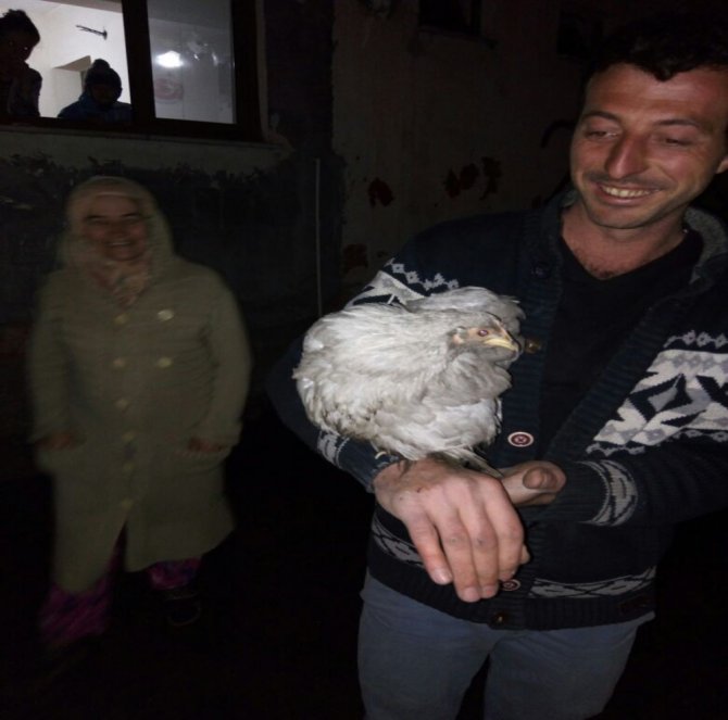 Bu Da Tavuk Kurtarma Operasyonu