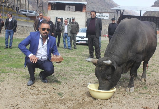 Şampiyon Boğasının Doğum Gününü Kutladı