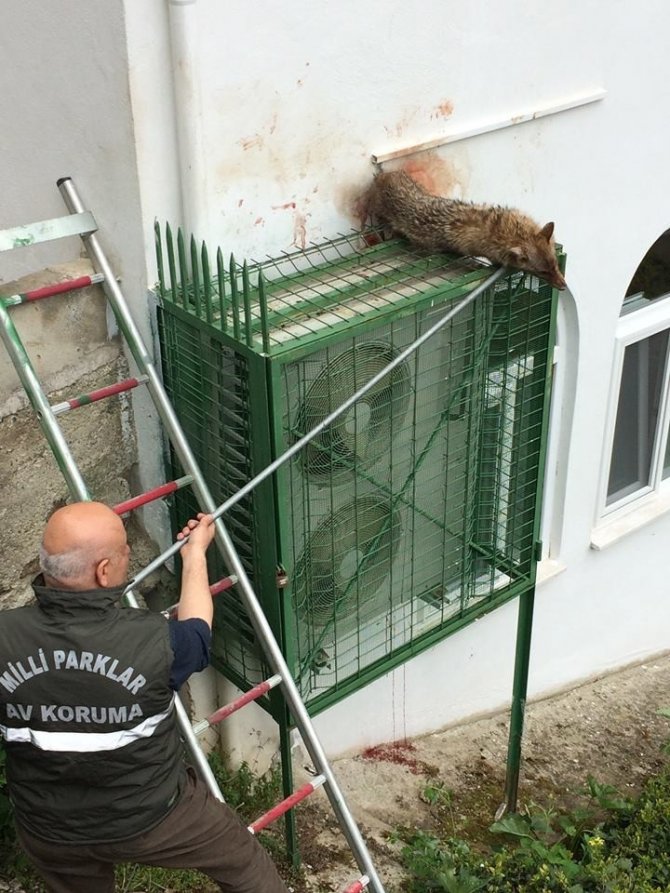 Köpeklerden Kaçan Çakal Cami Klimasının Korkuluğuna Sıkıştı