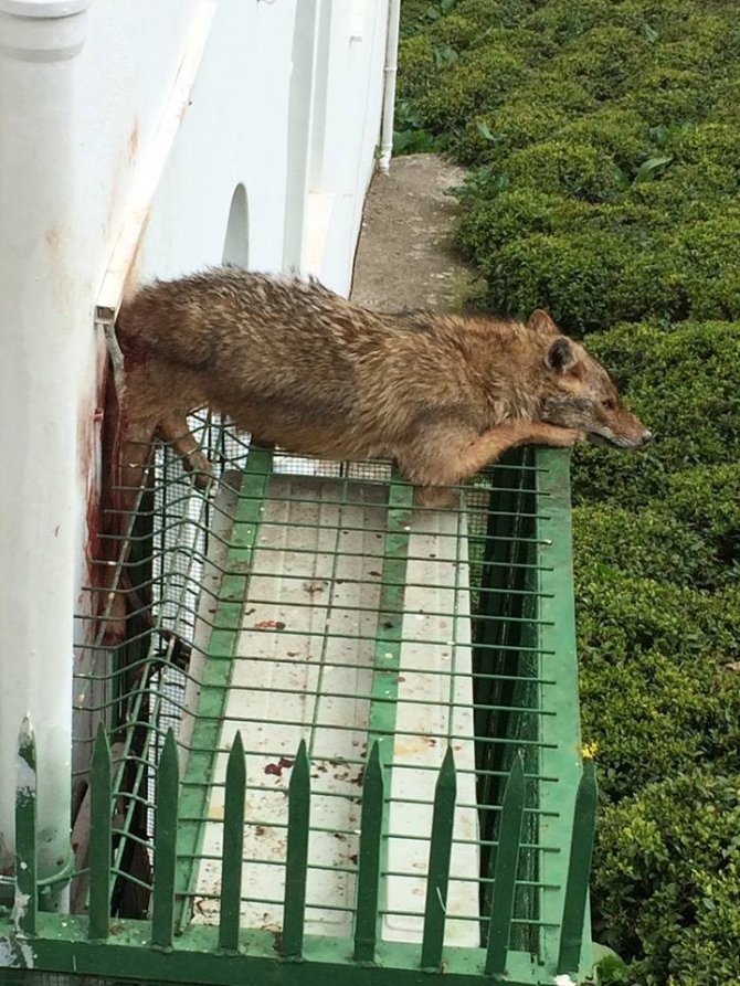 Köpeklerden Kaçan Çakal Cami Klimasının Korkuluğuna Sıkıştı