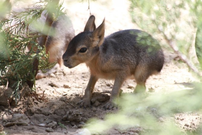 İzmir Doğal Yaşam Parkı’nda İkiz Patagonya Tavşanı Sevinci