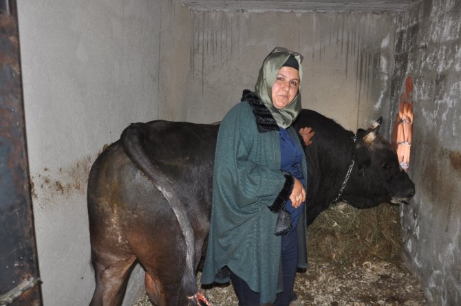 Artvin’de Geleneksel Boğa Güreşleri Devam Ediyor