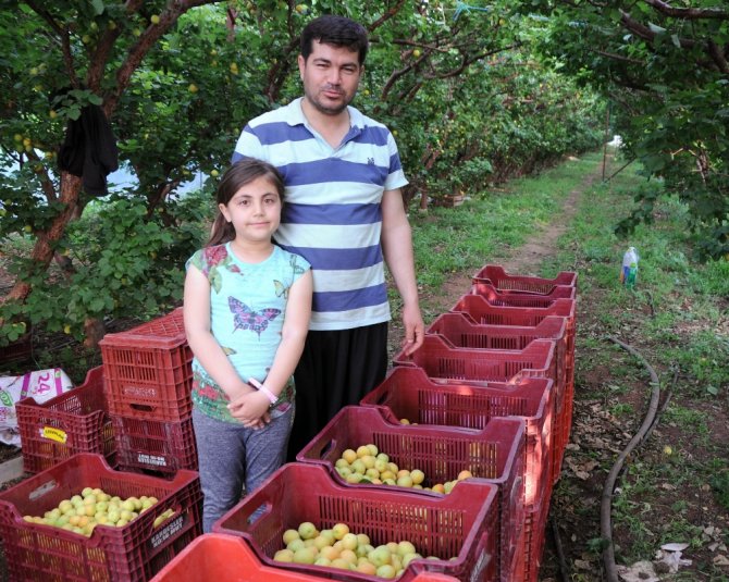 "Sarı Altın" Üreticisini Güldürdü