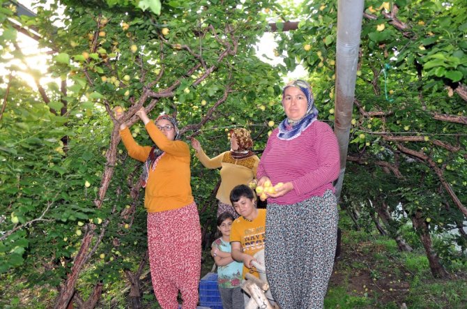 "Sarı Altın" Üreticisini Güldürdü