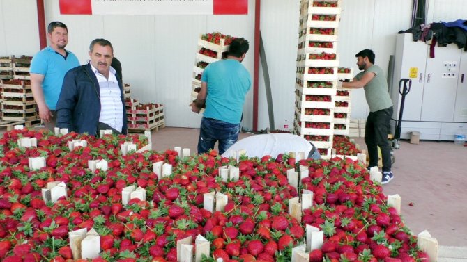 Çilek Üreticilerinin Yüzü Güldü