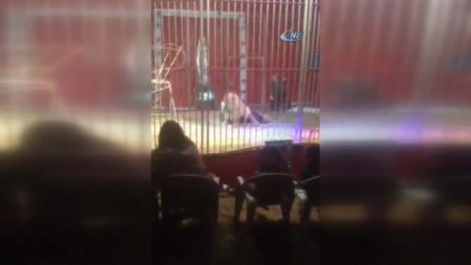 Aslan Bakıcısına Saldırdı!