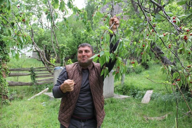 Artvin’de Kiraz Hasadı Başladı