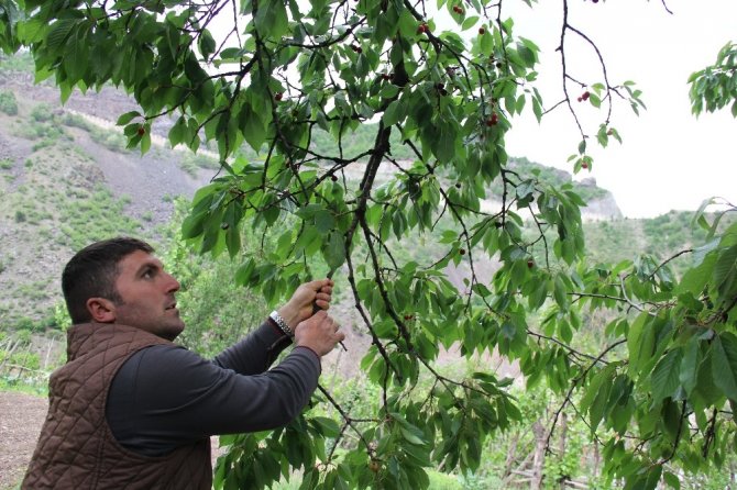 Artvin’de Kiraz Hasadı Başladı
