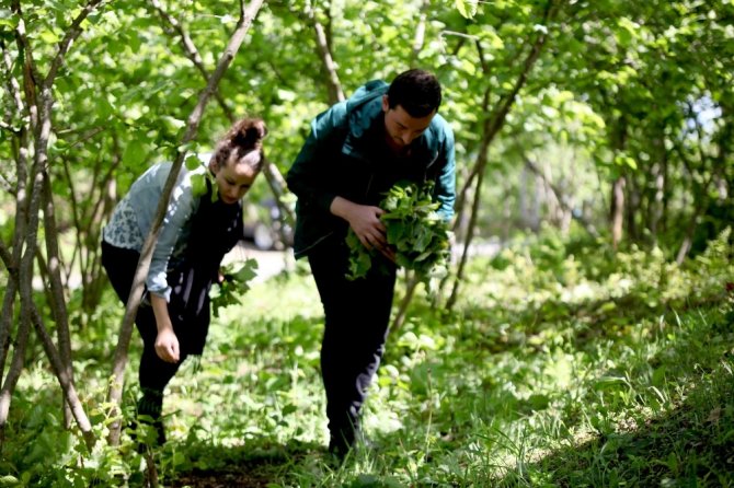 Giresun’da Dün Gece Etkili Olan Fırtına Fındık Bahçelerine Zarar Verdi