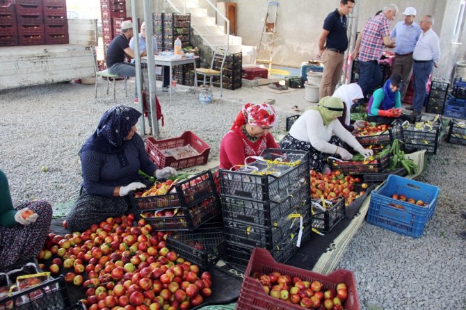 Turfanda Meyve Hasadı Başladı