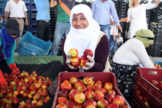 Turfanda Meyve Hasadı Başladı
