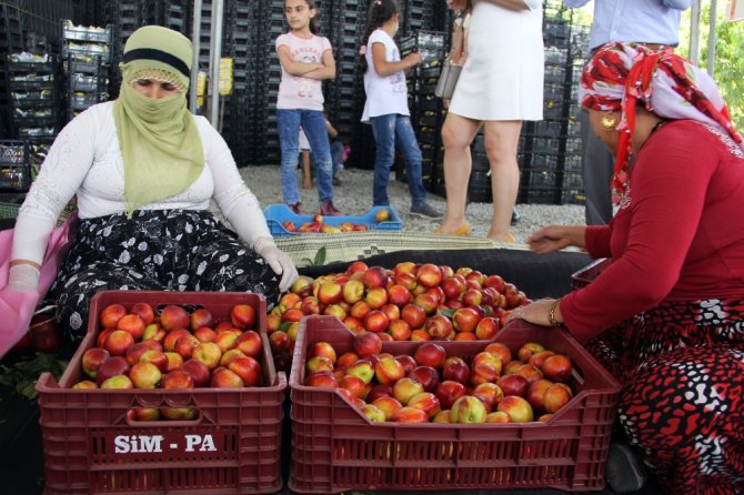 Turfanda Meyve Hasadı Başladı
